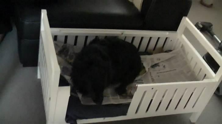 Blanding af racer Kiki billede 7