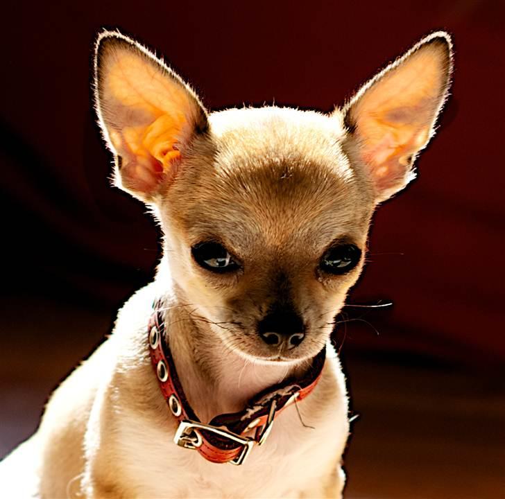 Chihuahua Ella billede 12