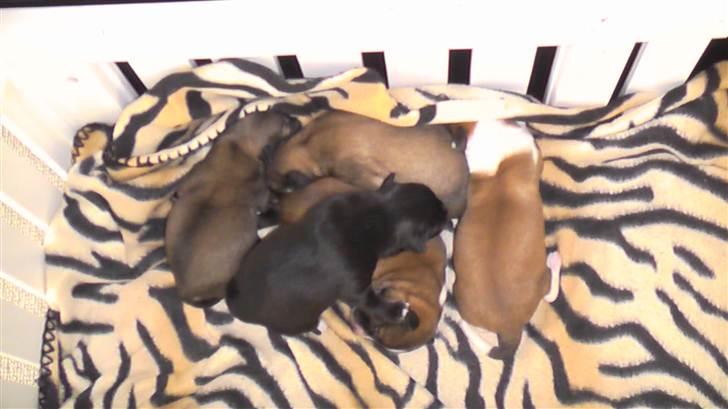 Blanding af racer Kiki billede 8