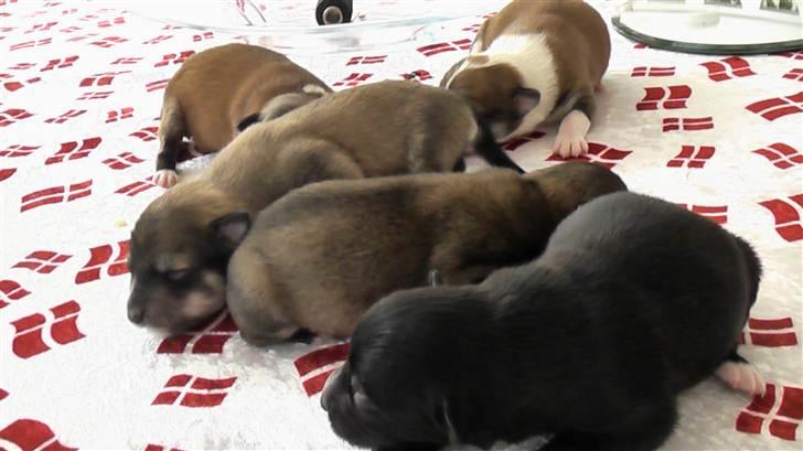 Blanding af racer Kiki billede 9