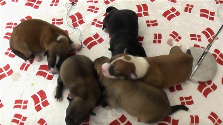 Blanding af racer Kiki billede 10