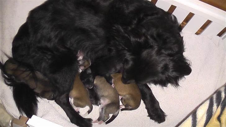 Blanding af racer Kiki billede 11