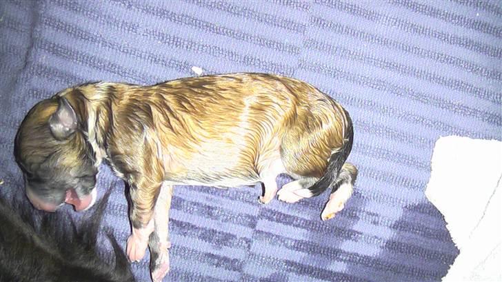 Blanding af racer Kiki billede 12