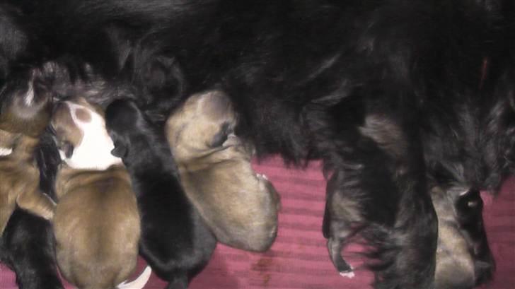 Blanding af racer Kiki billede 13