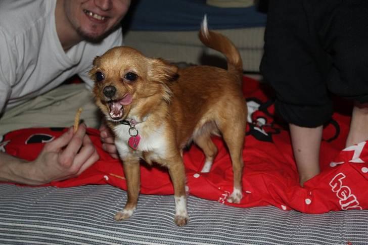 Chihuahua Bella Matea billede 9