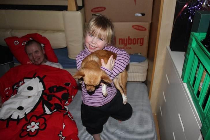 Chihuahua Bella Matea billede 10