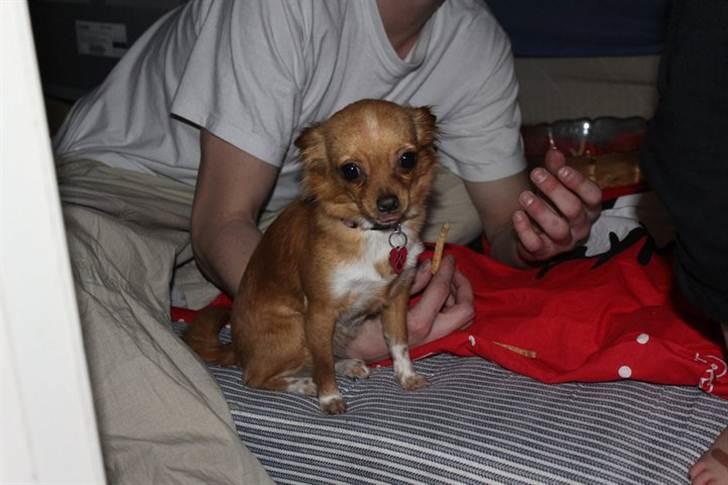 Chihuahua Bella Matea billede 11