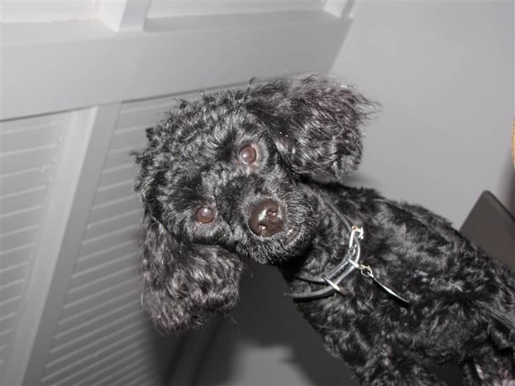 Dværgpuddel Max - hej , det er bare mig linselusen ;) billede 2