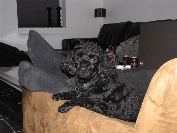 Dværgpuddel Max - skynd dig nu at tage billedet , kan snart ikke holde den lugt ud ... billede 3