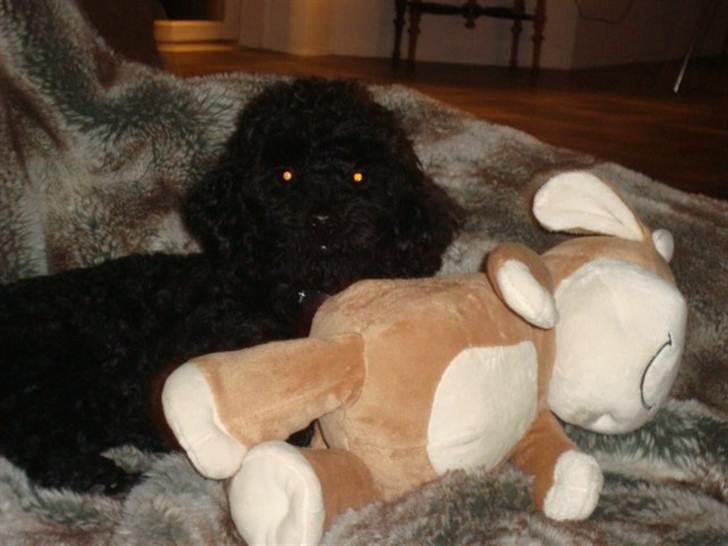 Dværgpuddel Max - jeg er bare så glad for min nye bamse :) så er der en mere til samlingen.. billede 4
