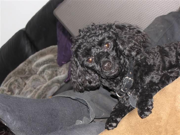 Dværgpuddel Max - umm hygge ... billede 6