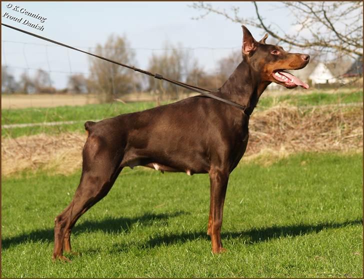 Dobermann Master Mia V Masterhof - April 2011 billede 13