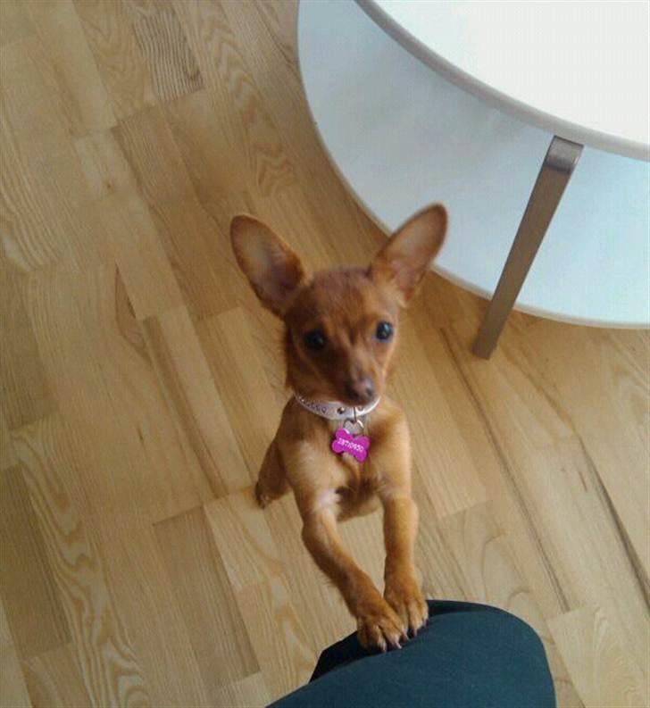 Dvaergpinscher /papillon - Cassiopeia billede 13