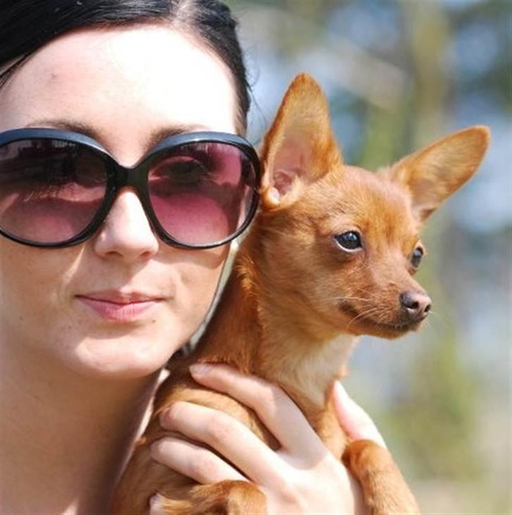 Dvaergpinscher /papillon - Cassiopeia billede 14