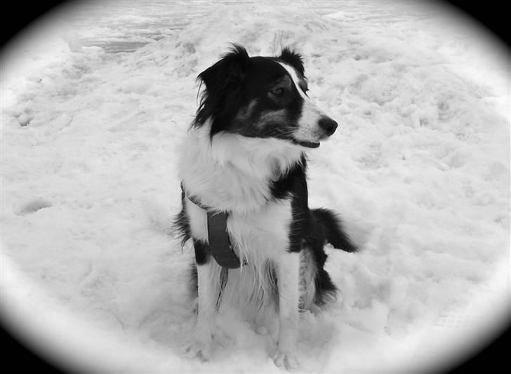 Blanding af racer Nala  billede 15