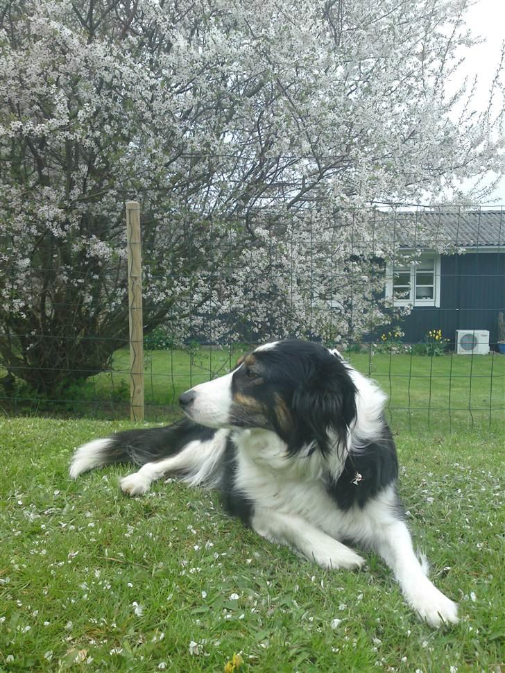 Blanding af racer Nala  billede 16