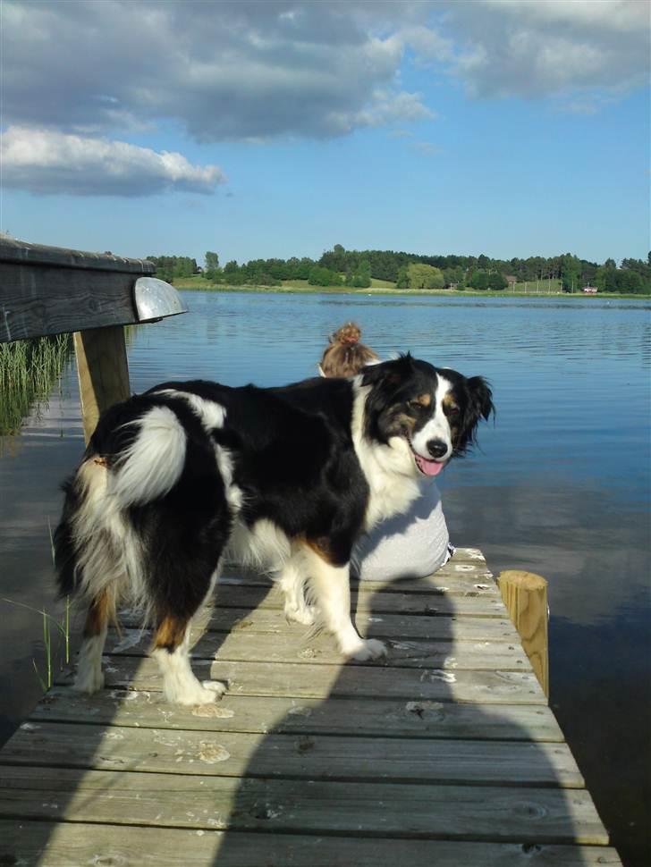 Blanding af racer Nala  billede 17