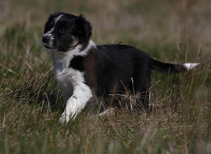 Border collie Pepper billede 1