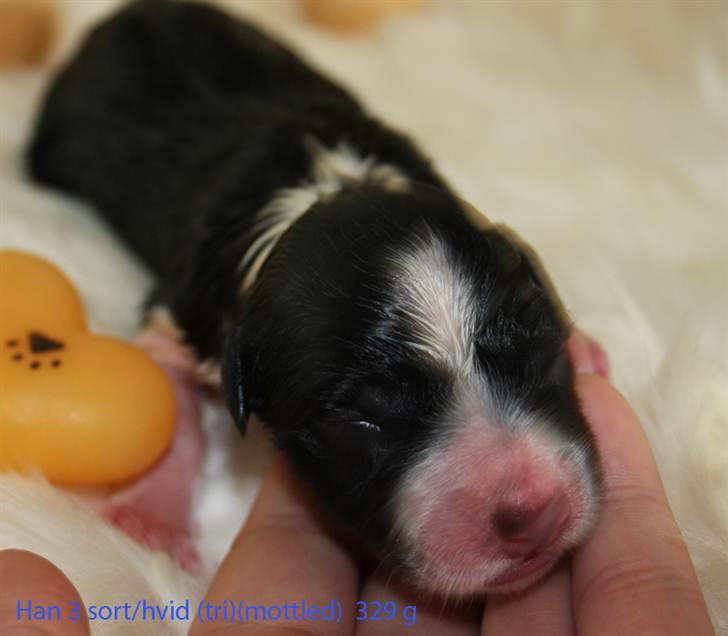 Border collie Pepper billede 2