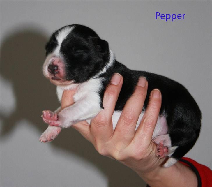 Border collie Pepper billede 3