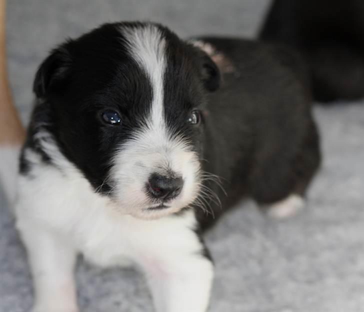 Border collie Pepper billede 4