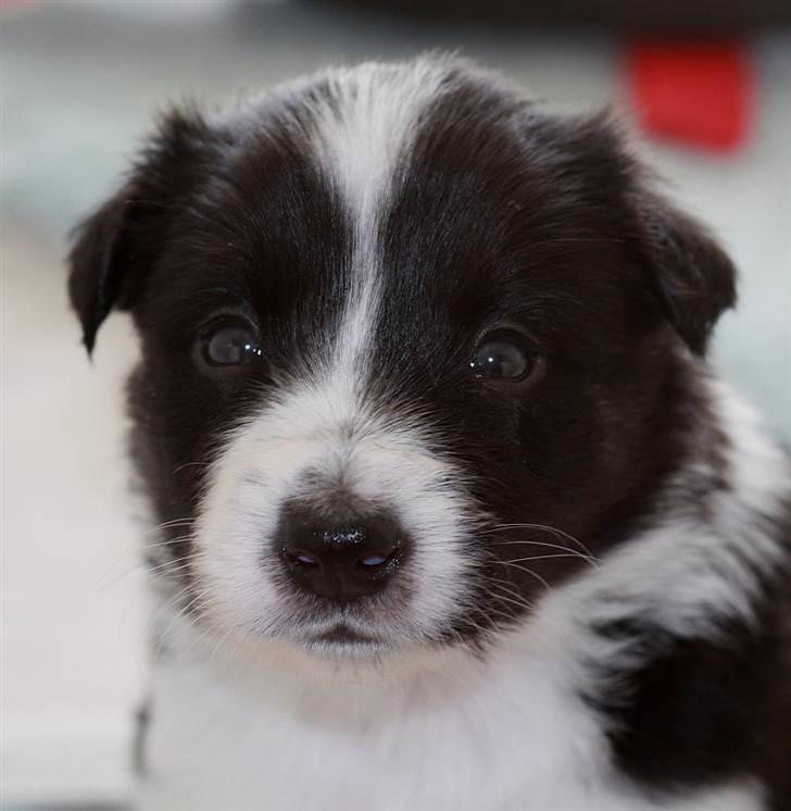 Border collie Pepper billede 5