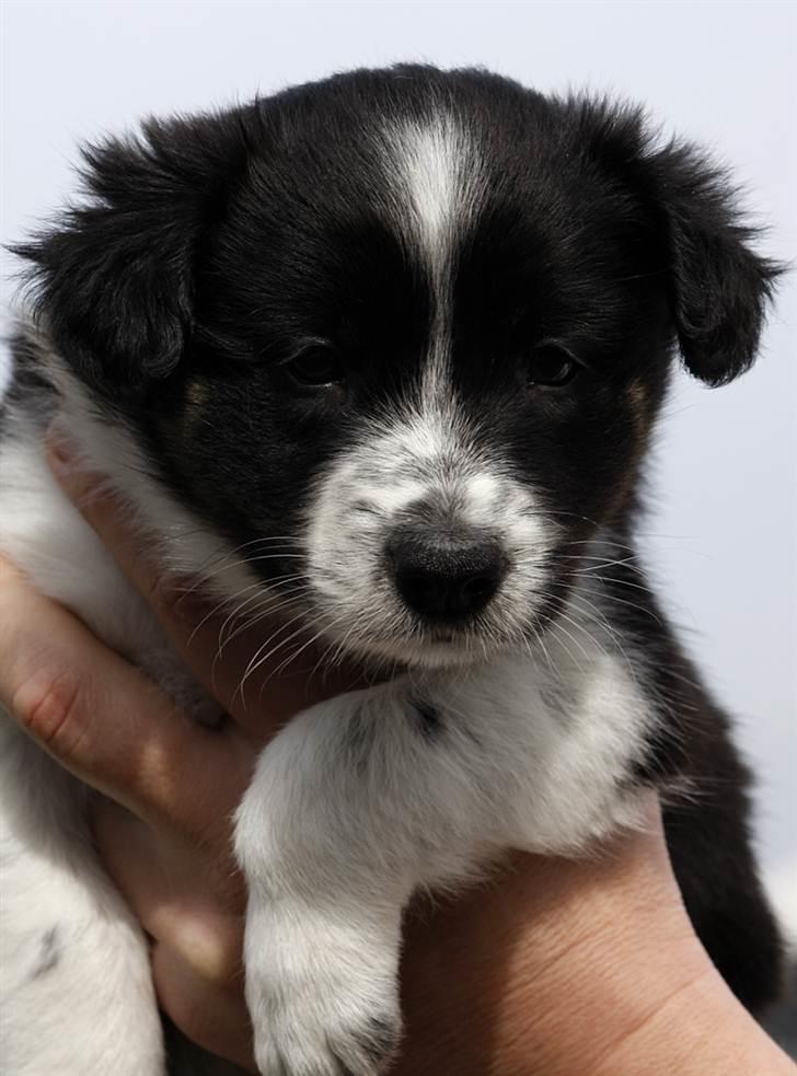 Border collie Pepper billede 6