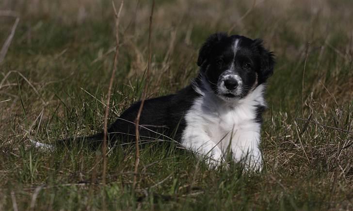 Border collie Pepper billede 7