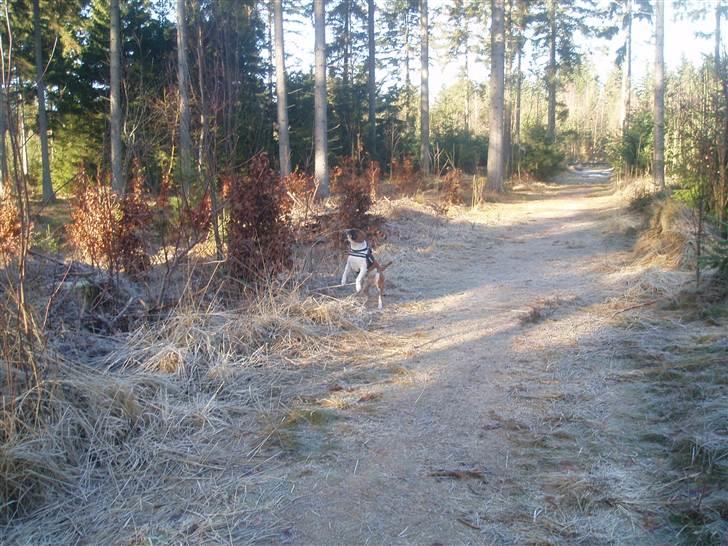 Staffordshire bull terrier Arthos billede 18