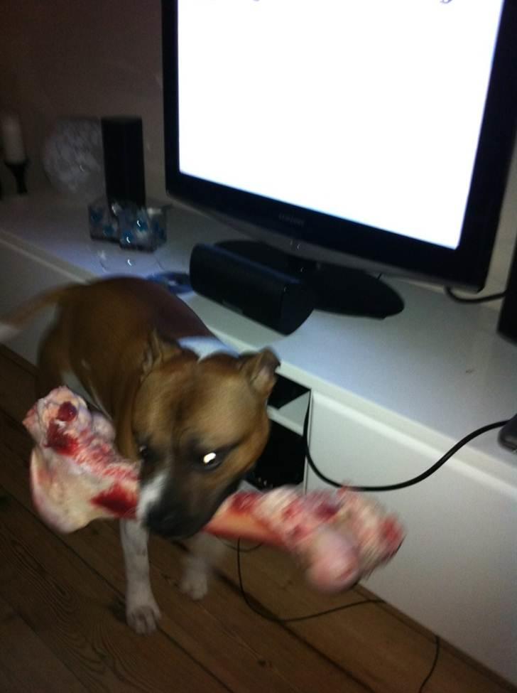 Staffordshire bull terrier Arthos billede 19