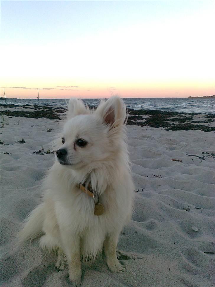 Blanding af racer pomeranian chihuahuaSnowi - En srand tur. billede 11