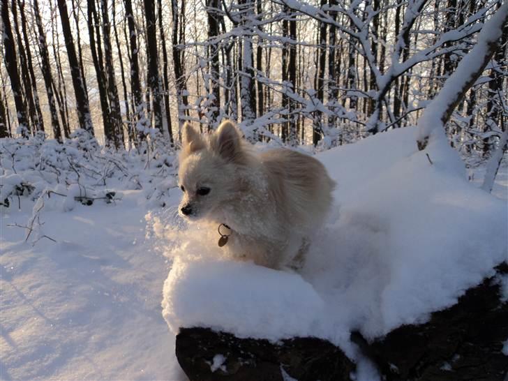 Blanding af racer pomeranian chihuahuaSnowi - Snowi i den dybe sne. billede 13