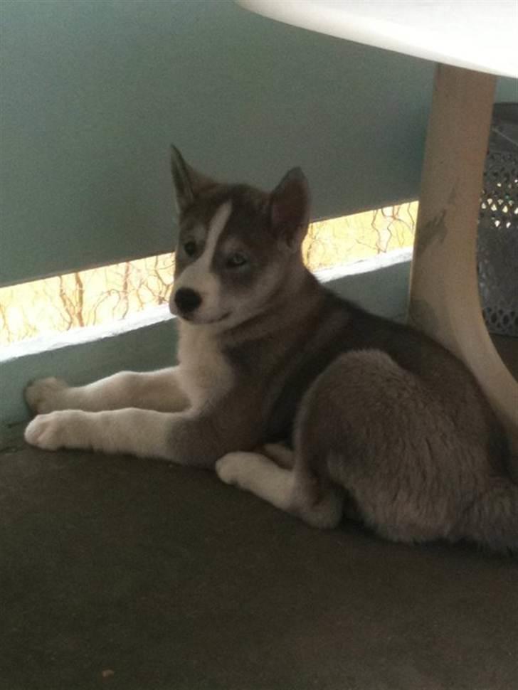 Siberian husky Emma - Emma ude paa altanen :b hun holder udkig .. Over andre hunde udenfor.  billede 1