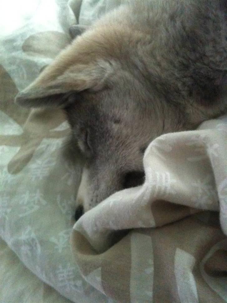 Siberian husky Emma - Middagslur i sengen paa mors skød.  billede 2