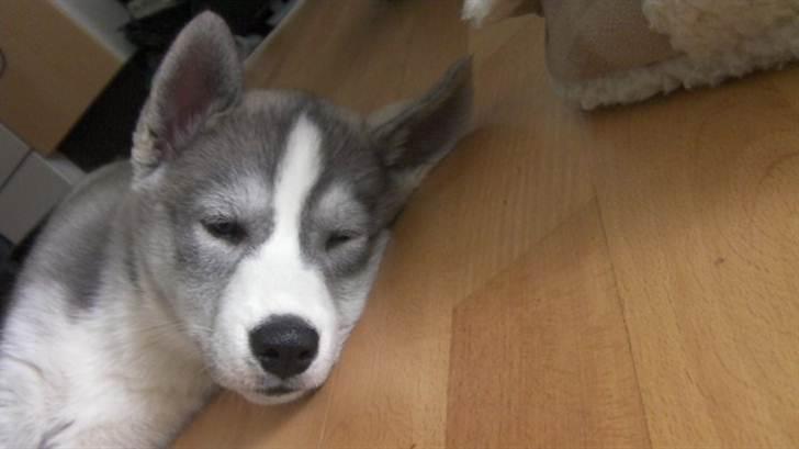 Siberian husky Emma - Hun elsker at sove :b  billede 3
