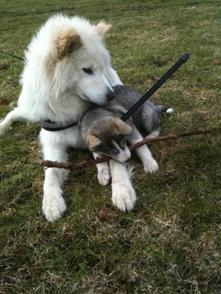 Siberian husky Emma - Emma&James, han er rigtig glad for Emma :b ..  billede 4