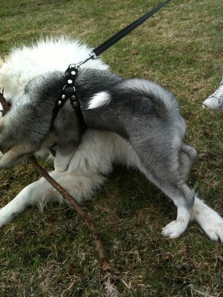 Siberian husky Emma - Emma&James der leger.  billede 5