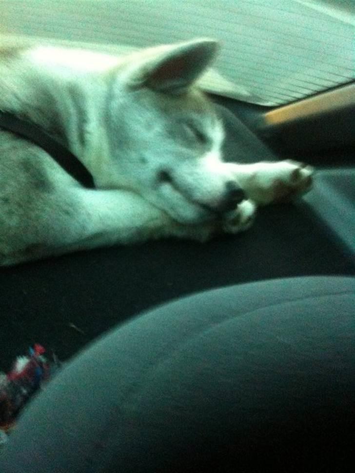 Siberian husky Emma - Allerførste billed af hende, da vi kørte hjem med hende :b hun sover oppe ved bagruden. billede 6