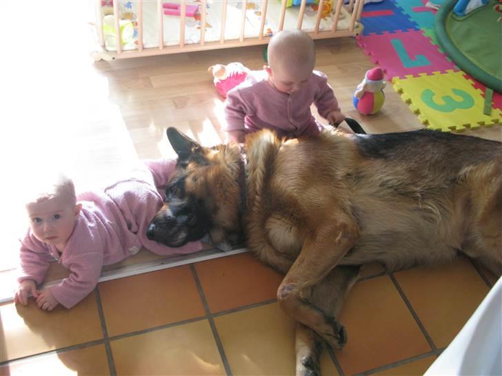 Schæferhund Elverhøj Pele (Kastro) - Mine to tvillingesøstre og Kastro - Han er en tålmodig herre, må man sige. billede 5