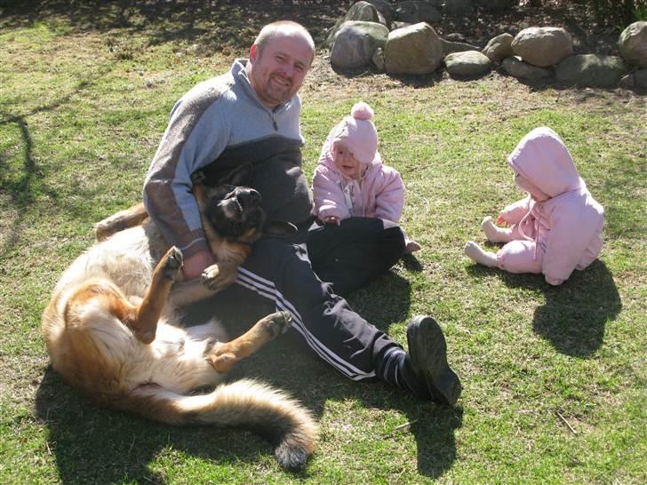 Schæferhund Elverhøj Pele (Kastro) - Så bliver der hygget i haven under forårssolen! billede 6