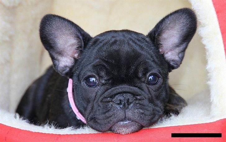 Fransk bulldog Zecudas Living Doll billede 1