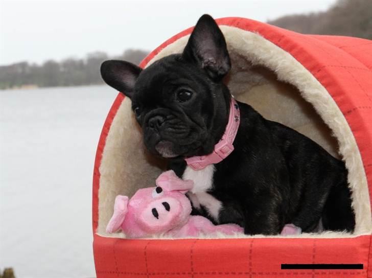 Fransk bulldog Zecudas Living Doll billede 2
