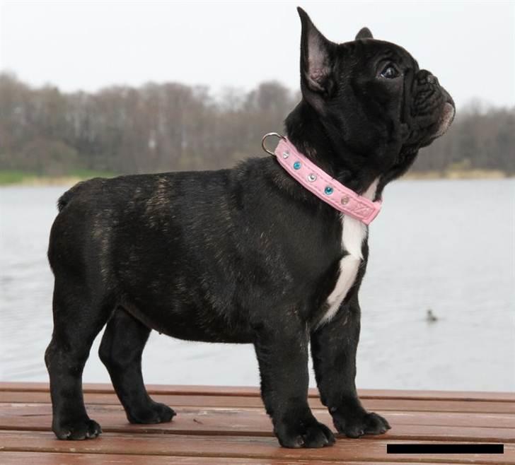 Fransk bulldog Zecudas Living Doll billede 3