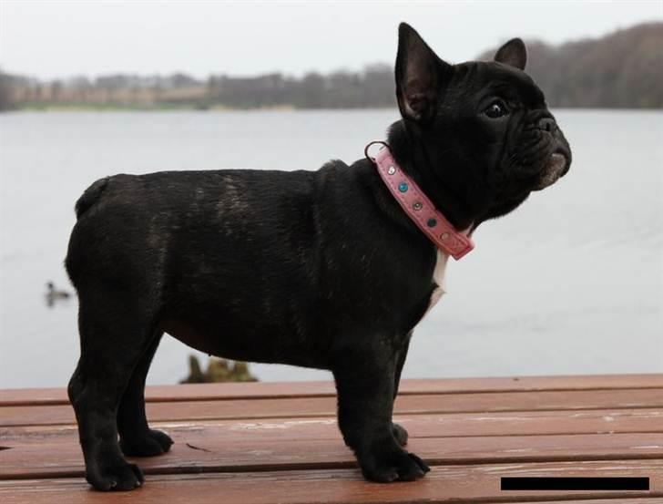 Fransk bulldog Zecudas Living Doll billede 4