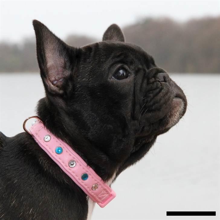 Fransk bulldog Zecudas Living Doll billede 5