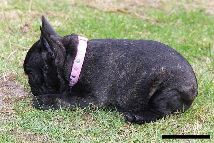 Fransk bulldog Zecudas Living Doll billede 6