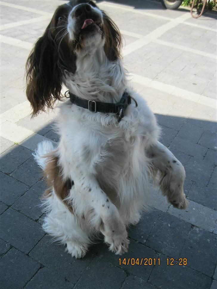 Engelsk springer spaniel Nuser - funny:):) billede 6