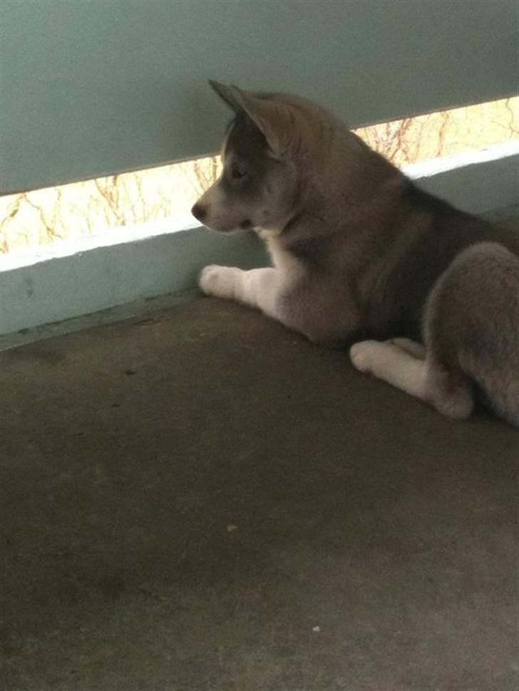 Siberian husky Emma - Holder udkig .. billede 7
