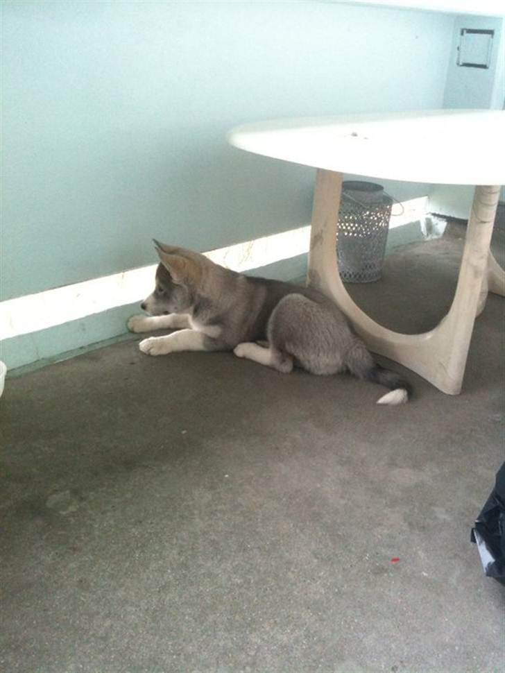 Siberian husky Emma - Skal lytte til de nye ting billede 8