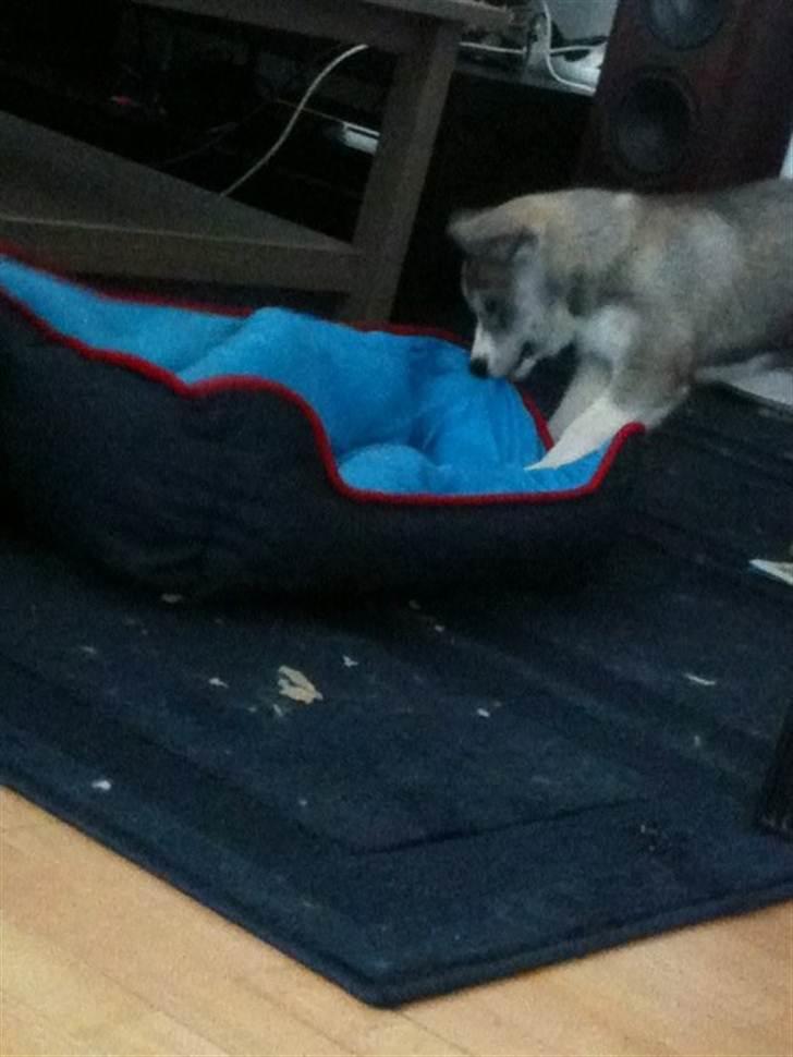 Siberian husky Emma - Hundekurven skulle med hende .. :b  billede 9